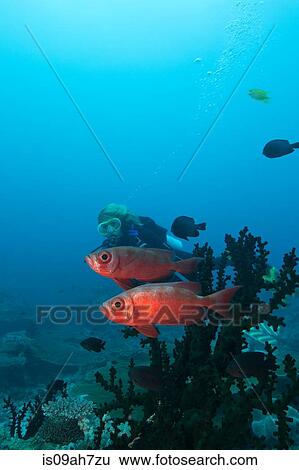 Diver and Bigeye. View Large Photo Image Stock Photograph - Diver and Bigeye.. Fotosearch