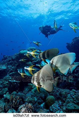 Diver and schooling Spadefish. View Large Photo Image Stock Photograph - Diver and schooling Spadefish.. Fotosearch