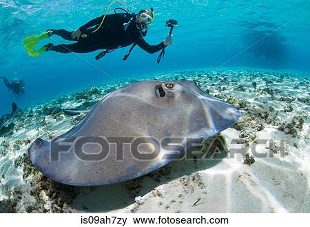 Diver observes stingray. View Large Photo Image Stock Photo - Diver observes stingray.. Fotosearch