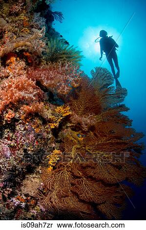 Diver on deep wall dive. View Large Photo Image Stock Photography - Diver on deep wall dive.. Fotosearch
