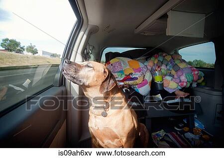 Dog in car back seat enjoying journey View Large Photo Image Stock Photo - Dog in car back seat enjoying journey. Fotosearch