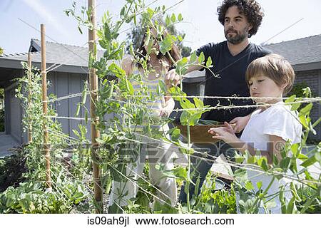 Family with one boy harvesting peas in garden View Large Photo Image Stock Image - Family with one boy harvesting peas in garden. Fotosearch