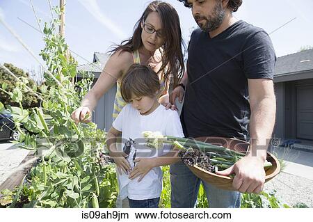 Family with one boy picking peas in garden View Large Photo Image Picture - Family with one boy picking peas in garden. Fotosearch
