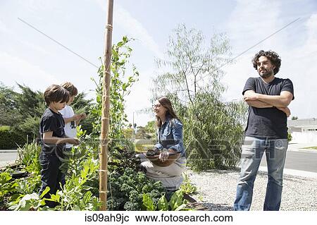 Family with two boys picking peas in garden View Large Photo Image Stock Image - Family with two boys picking peas in garden. Fotosearch