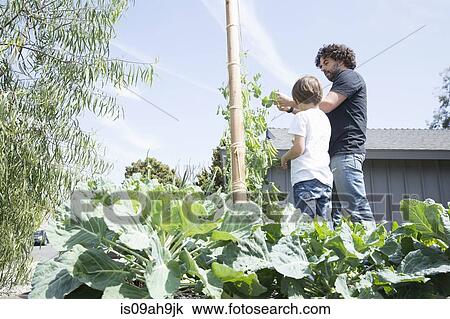 Father and son harvesting peas in garden View Large Photo Image Stock Image - Father and son harvesting peas in garden. Fotosearch