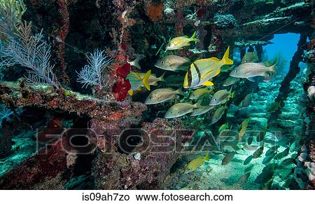 Picture - Fish on the Civil War Wreck.. Fotosearch
