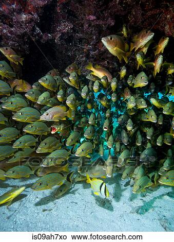 Fish school near coral reef. View Large Photo Image Picture - Fish school near coral reef.. Fotosearch