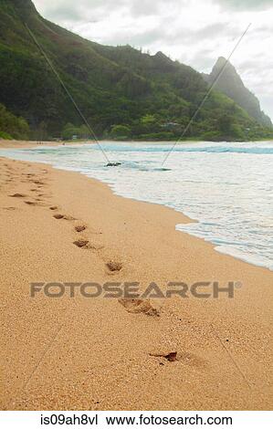 Footprints in beach sand, Kaua'i, Hawaii, USA View Large Photo Image Stock Image - Footprints in beach sand, Kaua'i, Hawaii, USA. Fotosearch