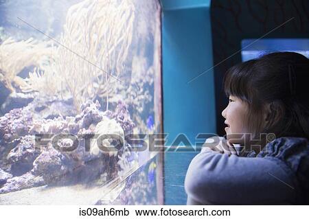 Girl admiring sea life in aquarium View Large Photo Image Stock Image - Girl admiring sea life in aquarium. Fotosearch