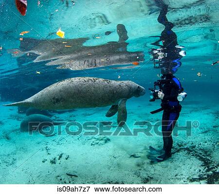 Inquisitive Manatee. View Large Photo Image Stock Photo - Inquisitive Manatee.. Fotosearch