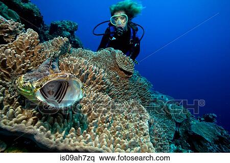 Intimidating Crocodilefish. View Large Photo Image Stock Photography - Intimidating Crocodilefish.. Fotosearch