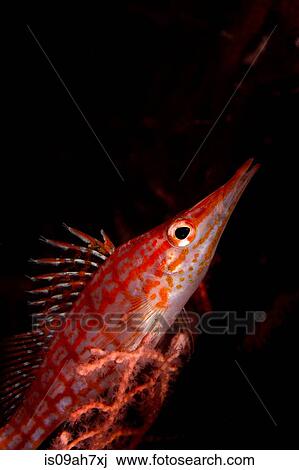 Longnose hawkfish on gorgonian. View Large Photo Image Stock Image - Longnose hawkfish on gorgonian.. Fotosearch