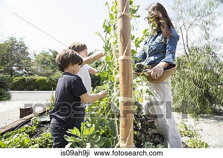 Stock Image - Mother and two boys harvesting peas in garden. Fotosearch
