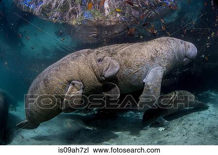 Mother Manatee and calf. View Large Photo Image Stock Image - Mother Manatee and calf.. Fotosearch