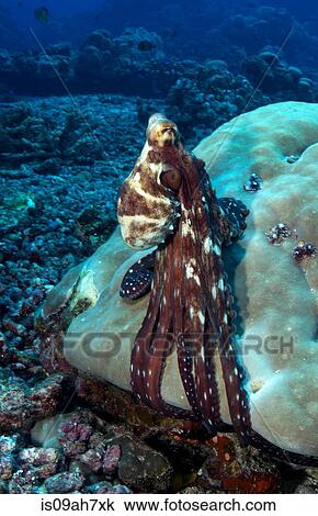 Octopus on the coral reef. View Large Photo Image Stock Image - Octopus on the coral reef.. Fotosearch