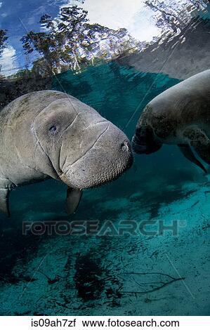 Pair of Manatees. View Large Photo Image Stock Image - Pair of Manatees.. Fotosearch