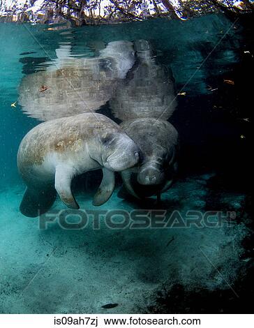 Stock Image - Pair of Manatees.. Fotosearch