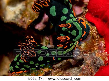 Pair of nudibranchs. View Large Photo Image Picture - Pair of nudibranchs.. Fotosearch