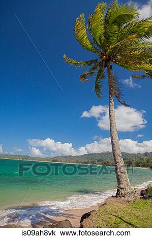 Palm tree in breeze, Kaua'i, Hawaii, USA View Large Photo Image Stock Image - Palm tree in breeze, Kaua'i, Hawaii, USA. Fotosearch