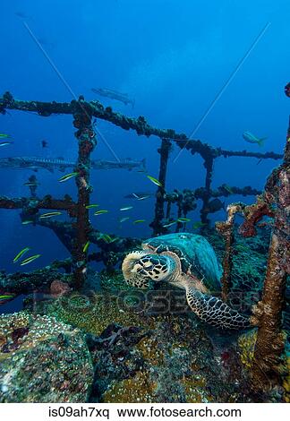 Resting turtle starts to flee. View Large Photo Image Stock Photography - Resting turtle starts to flee.. Fotosearch
