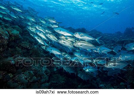 Stock Image - School of Bigeye trevally.. Fotosearch