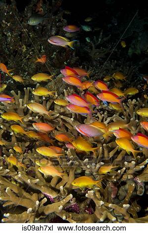 Schooling anthias. View Large Photo Image Stock Image - Schooling anthias.. Fotosearch