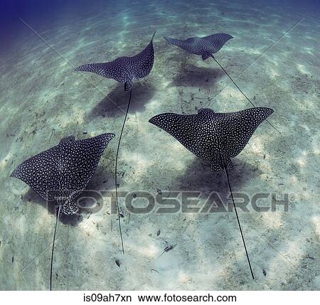 Schooling Eagle rays. View Large Photo Image Picture - Schooling Eagle rays.. Fotosearch