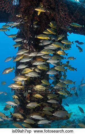 Schooling fish. View Large Photo Image Stock Photography - Schooling fish.. Fotosearch