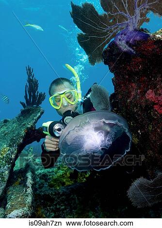 Scuba diver and Moon Jellyfish. View Large Photo Image Picture - Scuba diver and Moon Jellyfish.. Fotosearch