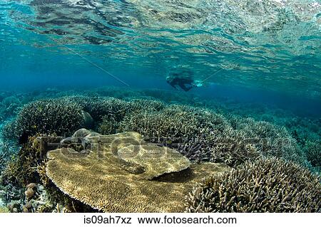 Snorkeler on coral reef. View Large Photo Image Stock Photo - Snorkeler on coral reef.. Fotosearch
