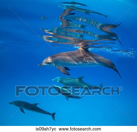 Sociable Spotted dolphin. View Large Photo Image Stock Image - Sociable Spotted dolphin.. Fotosearch
