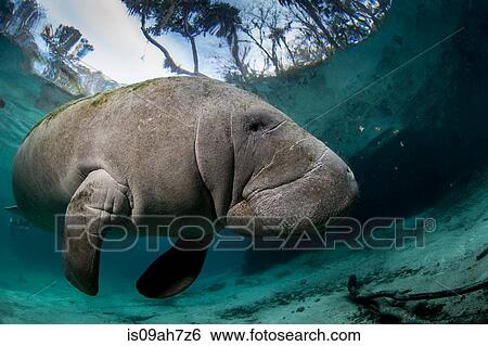 Submerged Manatee. View Large Photo Image Stock Photograph - Submerged Manatee.. Fotosearch