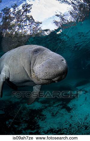 Underwater Manatee. View Large Photo Image Stock Image - Underwater Manatee.. Fotosearch