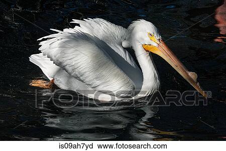 White pelican. View Large Photo Image Stock Image - White pelican.. Fotosearch