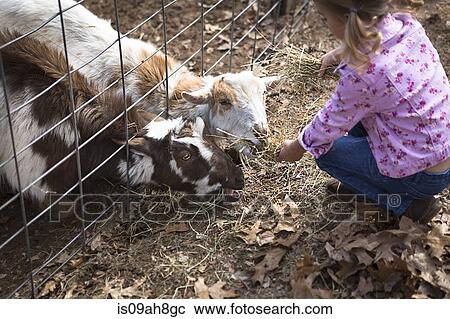 Young girl feeding goats underneath fence View Large Photo Image Stock Image - Young girl feeding goats underneath fence. Fotosearch