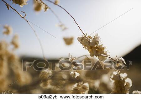 Stock Image - Close up of dried flowers. Fotosearch