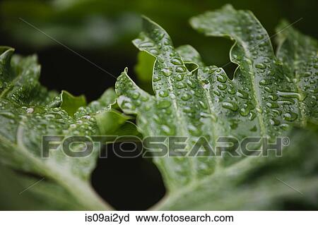 Close up of leaf with water droplets View Large Photo Image Stock Image - Close up of leaf with water droplets. Fotosearch