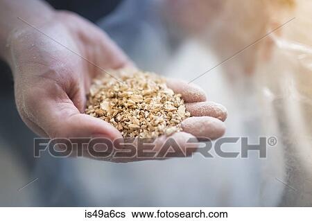 Stock Photograph - Close up of male hand holding two row grain for home brew beer. Fotosearch