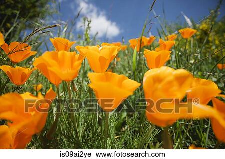 Close up of orange california poppies (Eschscholzia Californica) View Large Photo Image Stock Image - Close up of orange california poppies (Eschscholzia Californica). Fotosearch