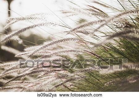 Close up of wild grass View Large Photo Image Stock Image - Close up of wild grass. Fotosearch