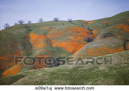 Undulating hillside, California, USA View Large Photo Image Stock Image - Undulating hillside, California, USA. Fotosearch
