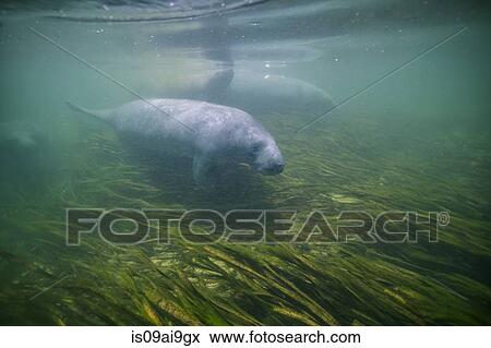 A pod of manatees swim in Wakulla Springs, Florida, USA View Large Photo Image Stock Photo - A pod of manatees swim in Wakulla Springs, Florida, USA. Fotosearch