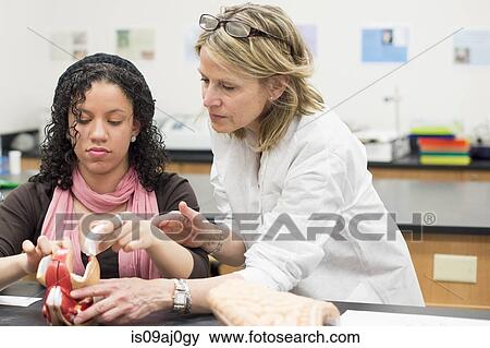 Biology student and teacher with anatomical model View Large Photo Image Stock Photo - Biology student and teacher with anatomical model. Fotosearch