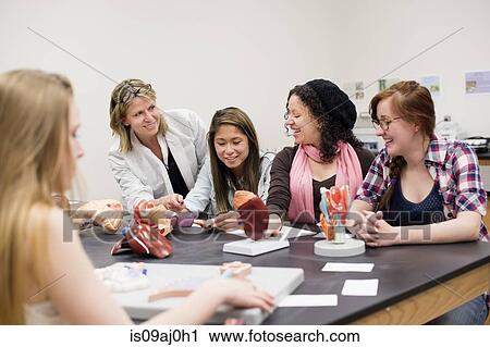Biology students and teacher with anatomical models View Large Photo Image Stock Image - Biology students and teacher with anatomical models. Fotosearch