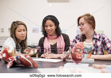 Biology students with anatomical models View Large Photo Image Stock Photo - Biology students with anatomical models. Fotosearch