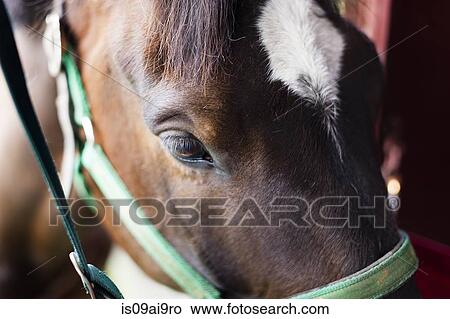 Picture - Close up of horse. Fotosearch