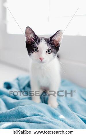 Kitten sitting on blanket View Large Photo Image Stock Image - Kitten sitting on blanket. Fotosearch