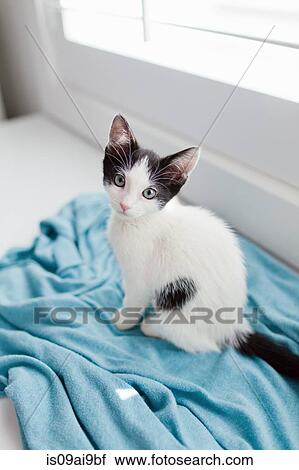 Kitten sitting on blanket View Large Photo Image Stock Image - Kitten sitting on blanket. Fotosearch
