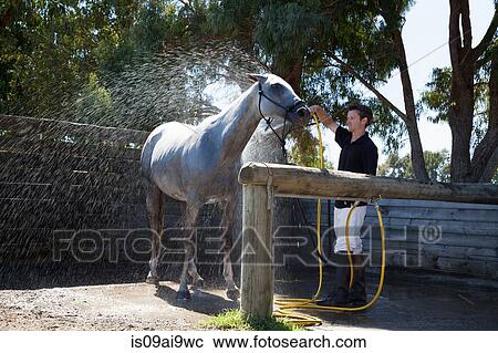 Stock Image - Mid adult man washing horse using hose. Fotosearch