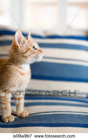 Stock Photo - Orange tabby kitten sitting on sofa. Fotosearch